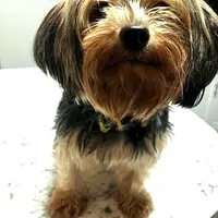 Cosmo, a male Yorkshire Terrier and Biewer for sale in East Bridgewater, MA – Photo 3 of 4