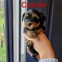 Cosmo, a male Yorkshire Terrier and Biewer for sale in East Bridgewater, MA – Photo 2 of 4