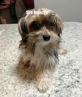 Star, a female Yorkshire Terrier and Biewer for sale in East Bridgewater, MA – Photo 3 of 3