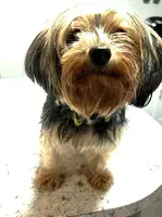 Star, a female Yorkshire Terrier and Biewer for sale in East Bridgewater, MA – Photo 2 of 3