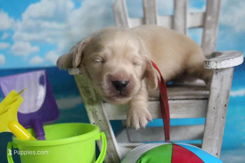Alvin – Dachshund puppy for sale in Pace, FL