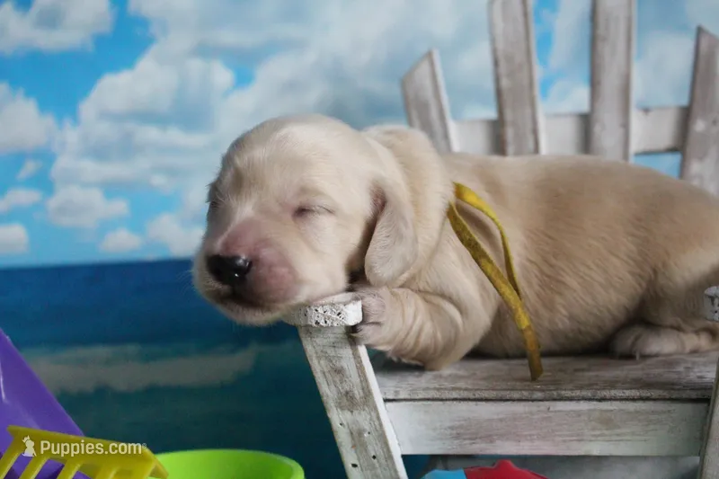 Simon – Dachshund puppy for sale in Pace, FL