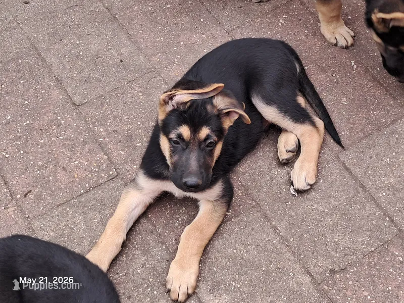 Rocky  – German Shepherd Dog puppy for sale in Rockford, IL
