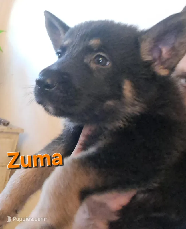 Zuma  – German Shepherd Dog puppy for sale in Rockford, IL