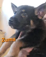 Zuma , a male German Shepherd Dog for sale in Rockford, IL – Photo 1 of 5