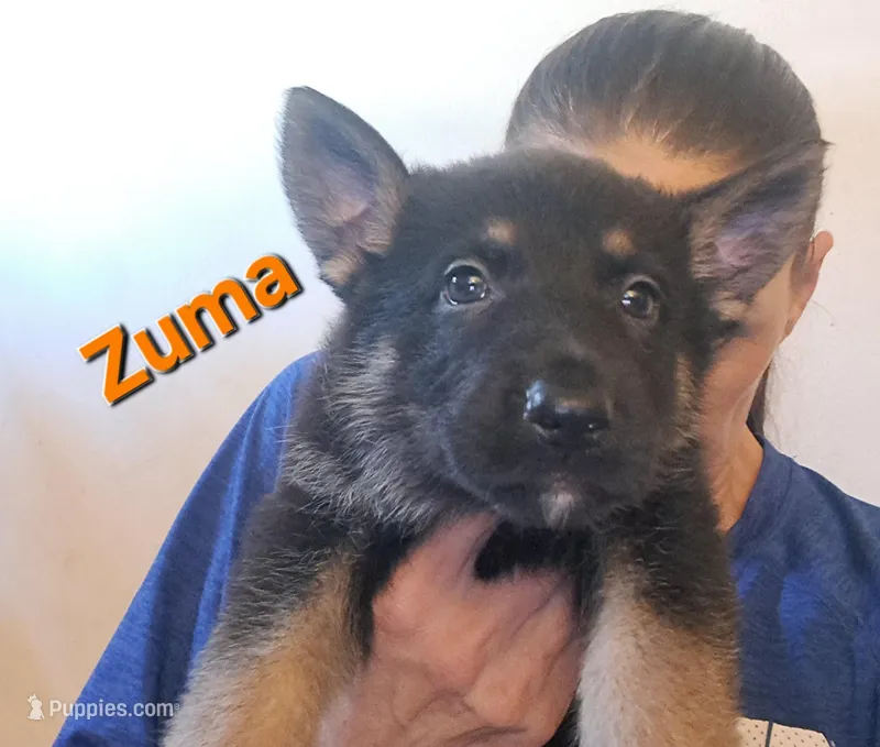 Zuma  – German Shepherd Dog puppy for sale in Rockford, IL