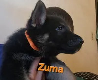 Zuma , a male German Shepherd Dog for sale in Rockford, IL – Photo 3 of 5