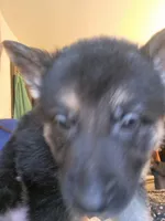Zuma , a male German Shepherd Dog for sale in Rockford, IL – Photo 5 of 5