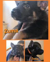 Zuma , a male German Shepherd Dog for sale in Rockford, IL – Photo 2 of 5