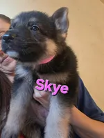 Skye, a female German Shepherd Dog for sale in Rockford, IL – Photo 3 of 3