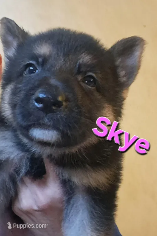 Skye – German Shepherd Dog puppy for sale in Rockford, IL