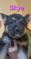 Skye, a female German Shepherd Dog for sale in Rockford, IL – Photo 2 of 3