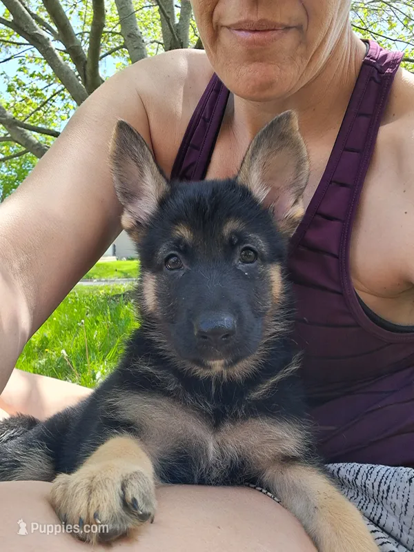 Ruby – German Shepherd Dog puppy for sale in Rockford, IL