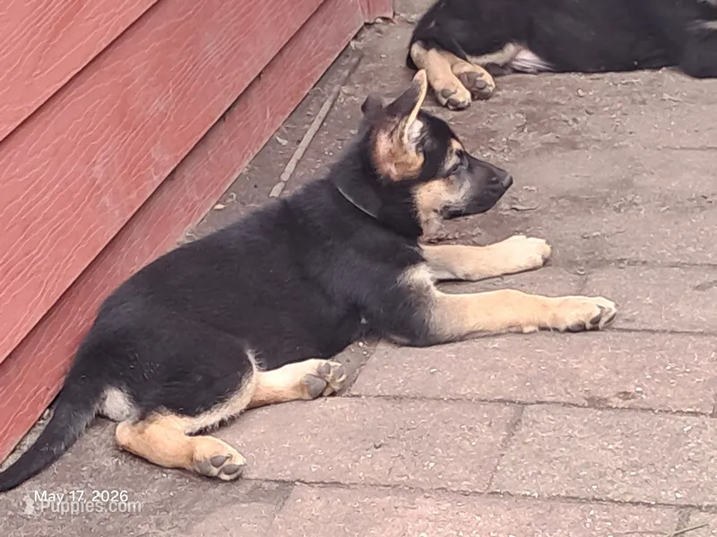 Rocky  – German Shepherd Dog puppy for sale in Rockford, IL