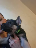 Rocky , a male German Shepherd Dog for sale in Rockford, IL – Photo 9 of 9