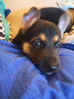 Rocky , a male German Shepherd Dog for sale in Rockford, IL – Photo 5 of 9