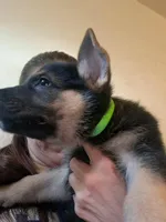 Rocky , a male German Shepherd Dog for sale in Rockford, IL – Photo 6 of 9