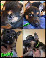 Rocky , a male German Shepherd Dog for sale in Rockford, IL – Photo 2 of 9