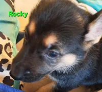 Rocky , a male German Shepherd Dog for sale in Rockford, IL – Photo 3 of 9