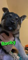 Rocky , a male German Shepherd Dog for sale in Rockford, IL – Photo 4 of 9