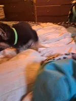 Rocky , a male German Shepherd Dog for sale in Rockford, IL – Photo 7 of 9