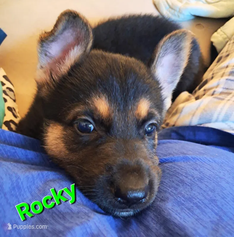 Rocky  – German Shepherd Dog puppy for sale in Rockford, IL