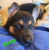 Rocky , a male German Shepherd Dog for sale in Rockford, IL – Photo 1 of 9