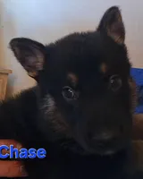 Chase, a male German Shepherd Dog for sale in Rockford, IL – Photo 4 of 6