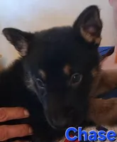 Chase, a male German Shepherd Dog for sale in Rockford, IL – Photo 3 of 6