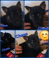 Chase, a male German Shepherd Dog for sale in Rockford, IL – Photo 5 of 6