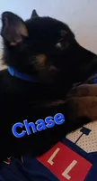 Chase, a male German Shepherd Dog for sale in Rockford, IL – Photo 2 of 6
