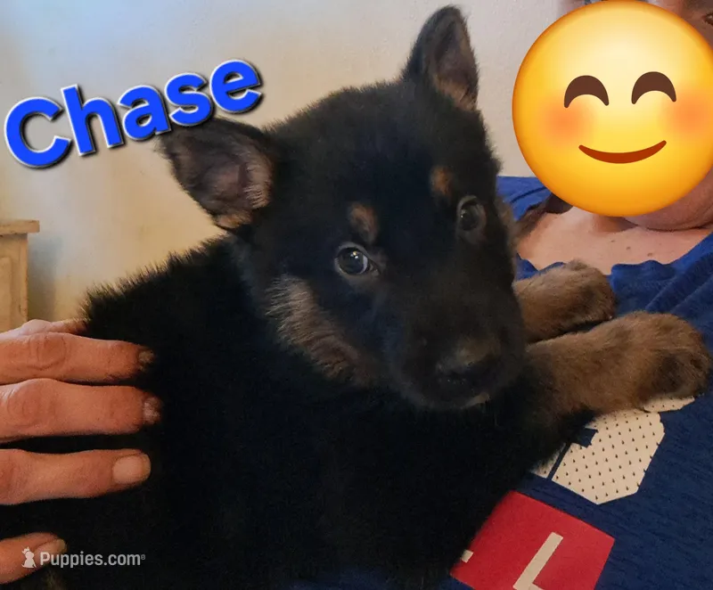 Chase – German Shepherd Dog puppy for sale in Rockford, IL