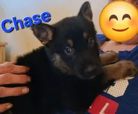 Chase, a male German Shepherd Dog for sale in Rockford, IL – Photo 1 of 6