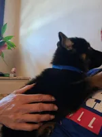 Chase, a male German Shepherd Dog for sale in Rockford, IL – Photo 6 of 6