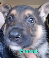 Everest, a female German Shepherd Dog for sale in Rockford, IL – Photo 2 of 8