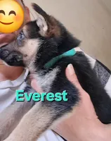 Everest, a female German Shepherd Dog for sale in Rockford, IL – Photo 4 of 8