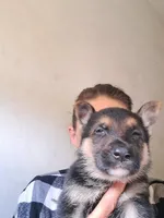Everest, a female German Shepherd Dog for sale in Rockford, IL – Photo 8 of 8