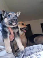 Everest, a female German Shepherd Dog for sale in Rockford, IL – Photo 6 of 8
