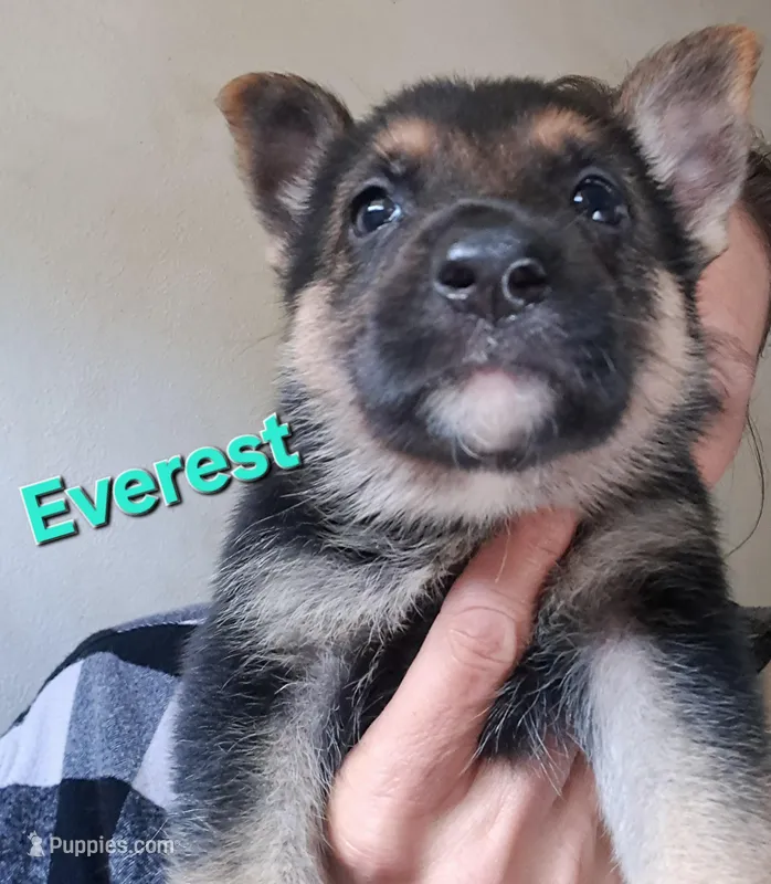 Everest – German Shepherd Dog puppy for sale in Rockford, IL