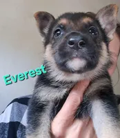 Everest, a female German Shepherd Dog for sale in Rockford, IL – Photo 1 of 8