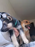 Everest, a female German Shepherd Dog for sale in Rockford, IL – Photo 3 of 8