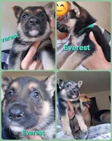 Everest, a female German Shepherd Dog for sale in Rockford, IL – Photo 7 of 8
