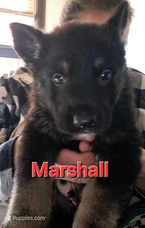 Marshall  – German Shepherd Dog puppy for sale in Rockford, IL