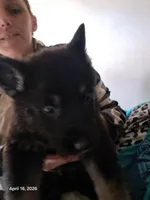 Marshall , a male German Shepherd Dog for sale in Rockford, IL – Photo 3 of 4