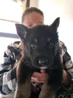 Marshall , a male German Shepherd Dog for sale in Rockford, IL – Photo 4 of 4