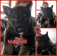 Marshall , a male German Shepherd Dog for sale in Rockford, IL – Photo 2 of 4