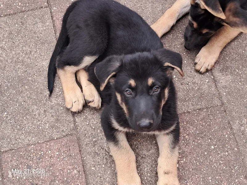Chase – German Shepherd Dog puppy for sale in Rockford, IL