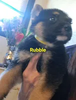 Rubble, a male German Shepherd Dog for sale in Rockford, IL – Photo 3 of 5