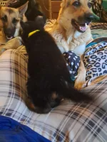 Rubble, a male German Shepherd Dog for sale in Rockford, IL – Photo 4 of 5
