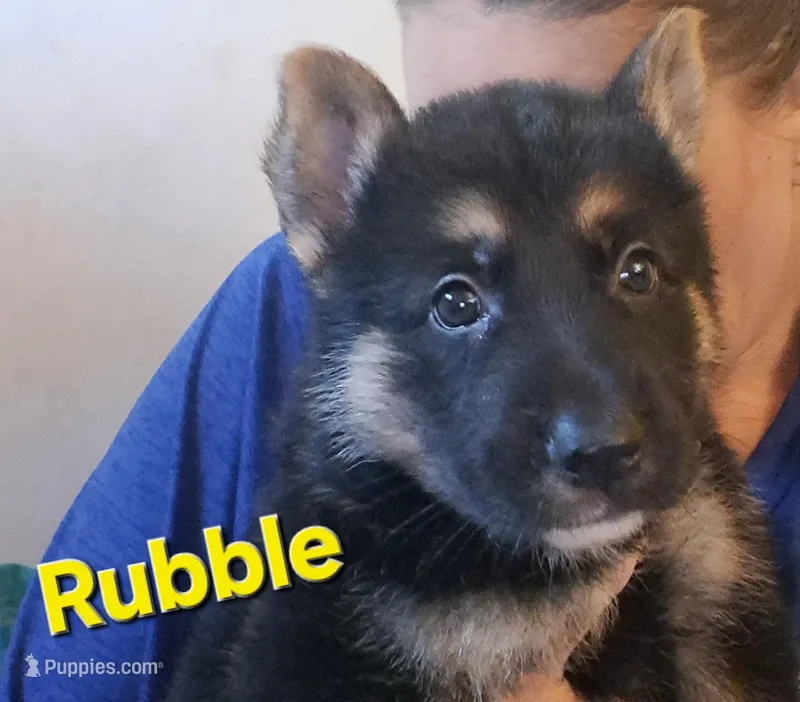 Rubble – German Shepherd Dog puppy for sale in Rockford, IL